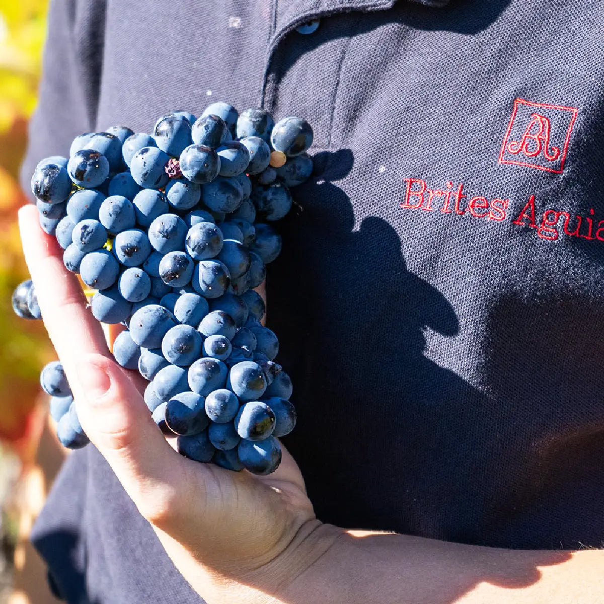 Brites de Aguiar Tinto 2019