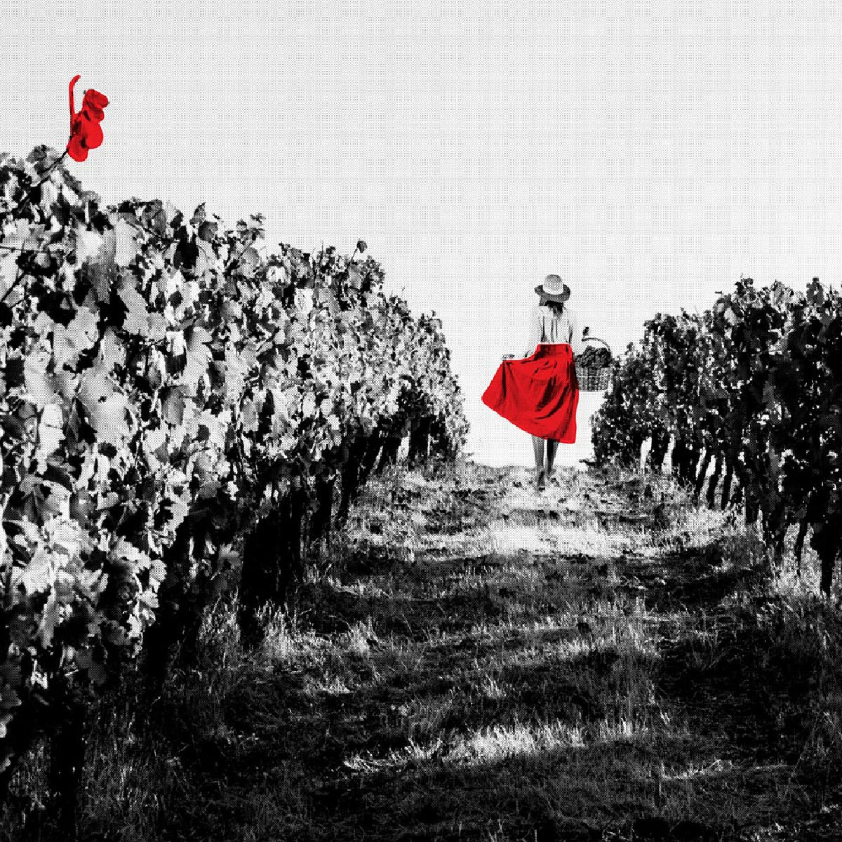 Raspa Saias Tinto 2021