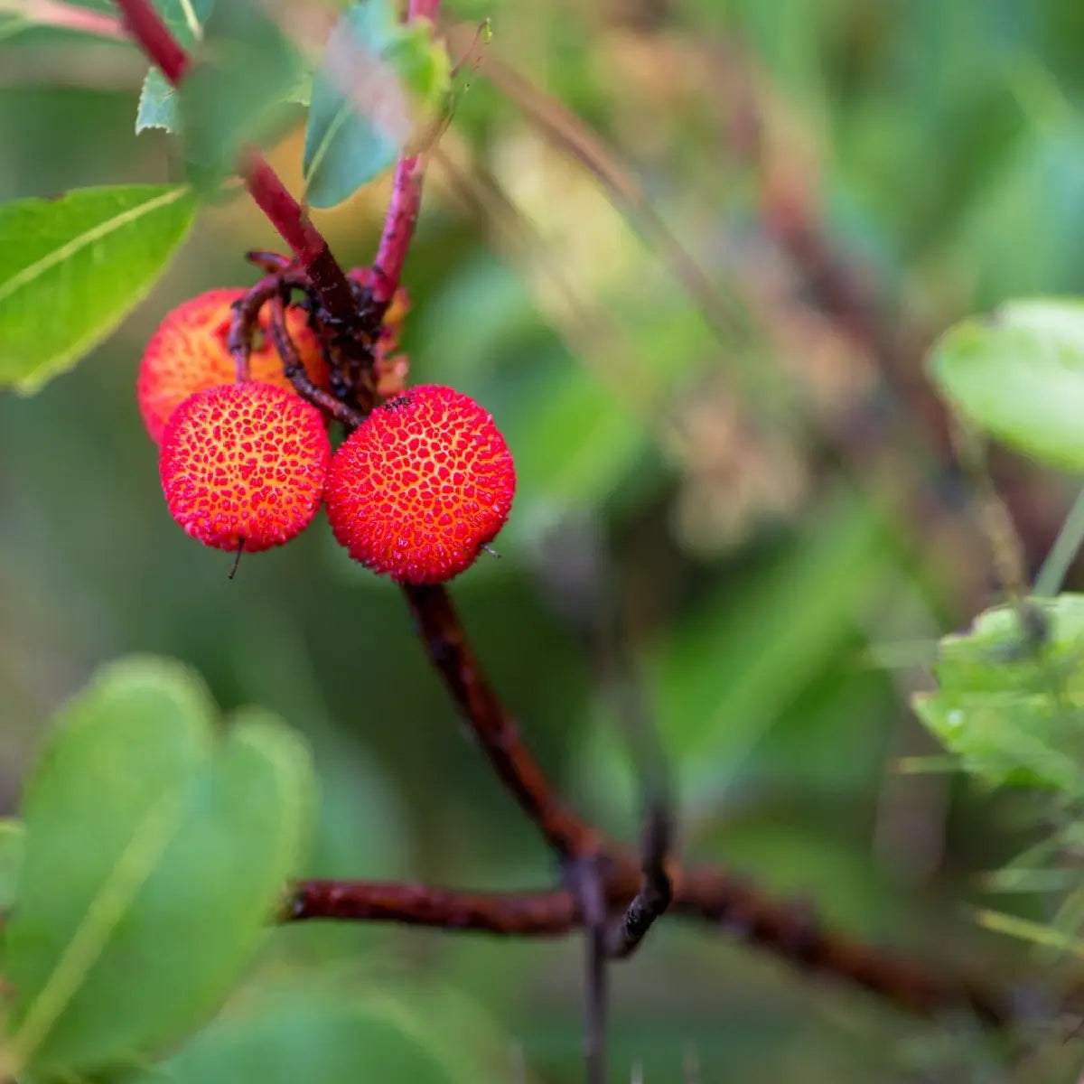 Aguardente de Medronho Herdade Aldeia de Cima